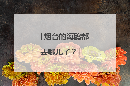 烟台的海鸥都去哪儿了？