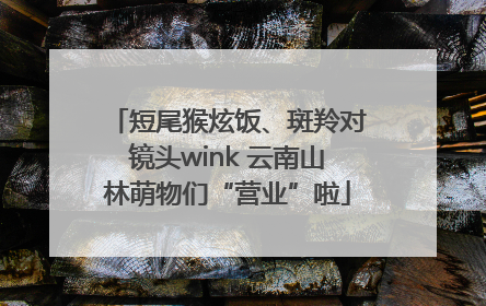 短尾猴炫饭、斑羚对镜头wink 云南山林萌物们“营业”啦