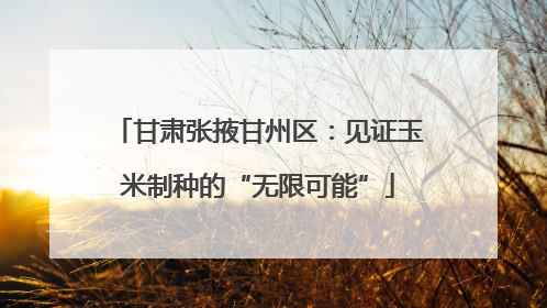 甘肃张掖甘州区：见证玉米制种的“无限可能”