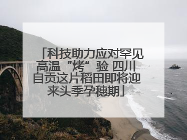 科技助力应对罕见高温“烤”验 四川自贡这片稻田即将迎来头季孕穗期