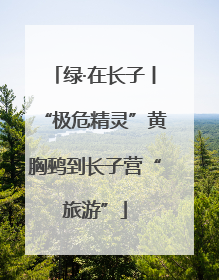 绿·在长子丨“极危精灵”黄胸鹀到长子营“旅游”
