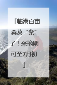 临港百亩桑葚“紫”了！采摘期可至7月初