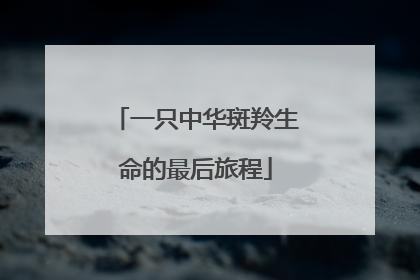 一只中华斑羚生命的最后旅程