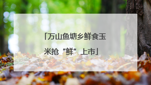 万山鱼塘乡鲜食玉米抢“鲜”上市