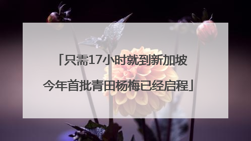 只需17小时就到新加坡 今年首批青田杨梅已经启程