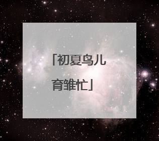 初夏鸟儿育雏忙