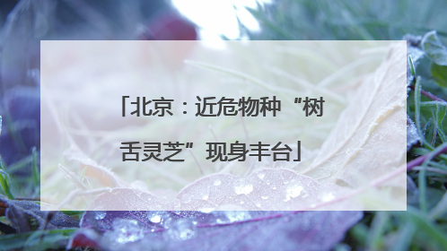 北京：近危物种“树舌灵芝”现身丰台