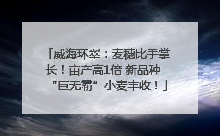 威海环翠：麦穗比手掌长！亩产高1倍 新品种“巨无霸”小麦丰收！