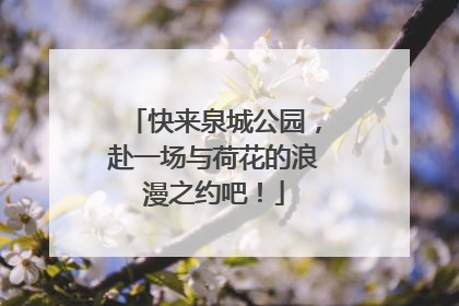 快来泉城公园，赴一场与荷花的浪漫之约吧！