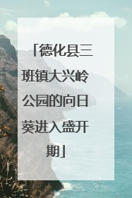 德化县三班镇大兴岭公园的向日葵进入盛开期
