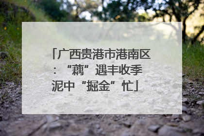 广西贵港市港南区：“藕”遇丰收季 泥中“掘金”忙