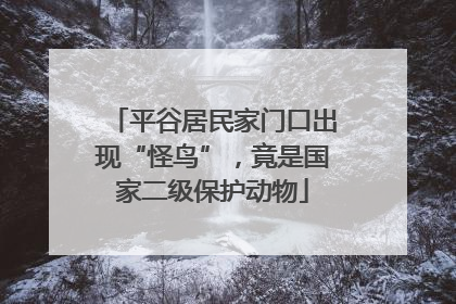 平谷居民家门口出现“怪鸟”，竟是国家二级保护动物