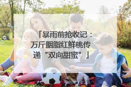 暴雨前抢收记：万斤胭脂红鲜桃传递“双向甜蜜”