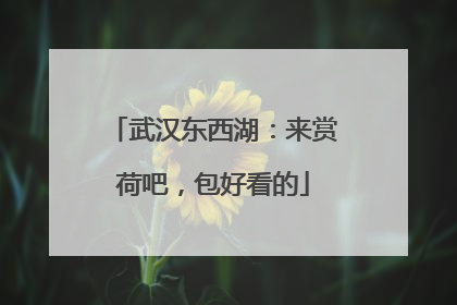武汉东西湖：来赏荷吧，包好看的