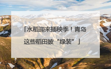 水稻迎来插秧季！青岛这些稻田披“绿装”