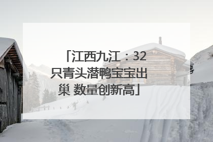 江西九江：32只青头潜鸭宝宝出巢 数量创新高