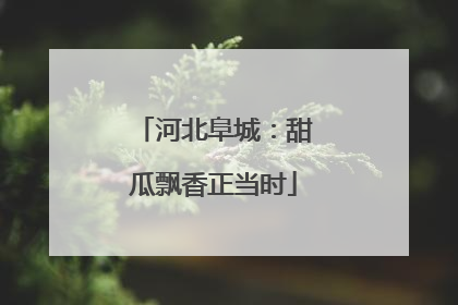 河北阜城：甜瓜飘香正当时