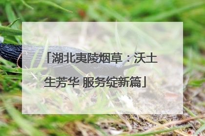 湖北夷陵烟草：沃土生芳华 服务绽新篇