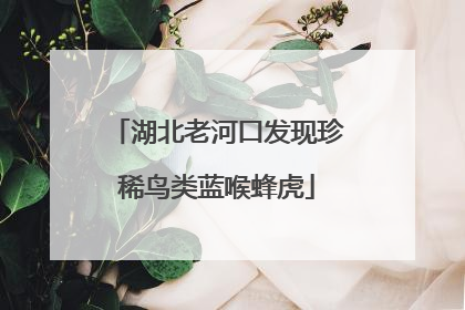 湖北老河口发现珍稀鸟类蓝喉蜂虎
