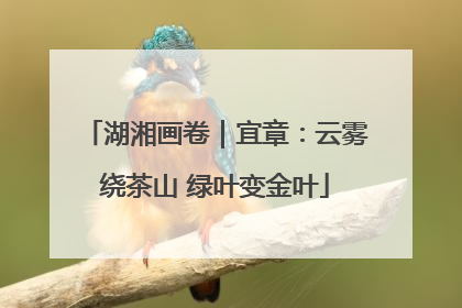 湖湘画卷｜宜章：云雾绕茶山 绿叶变金叶
