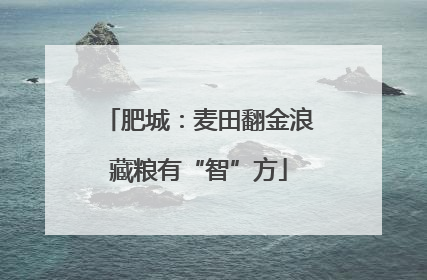肥城：麦田翻金浪藏粮有“智”方