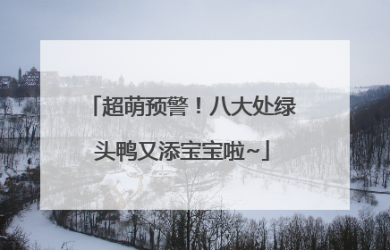 超萌预警！八大处绿头鸭又添宝宝啦~