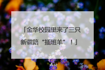 金华校园里来了三只新疆籍“插班羊”！