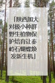陕西加大对极小种群野生植物保护培育让秦岭石蝴蝶焕发新生机