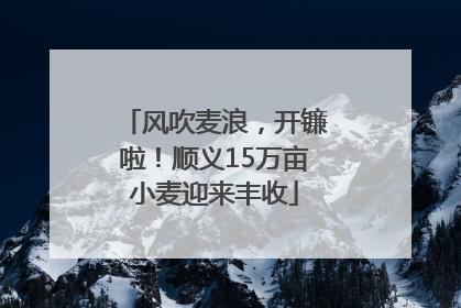 风吹麦浪，开镰啦！顺义15万亩小麦迎来丰收