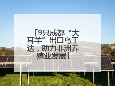 9只成都“大耳羊”出口乌干达，助力非洲养殖业发展